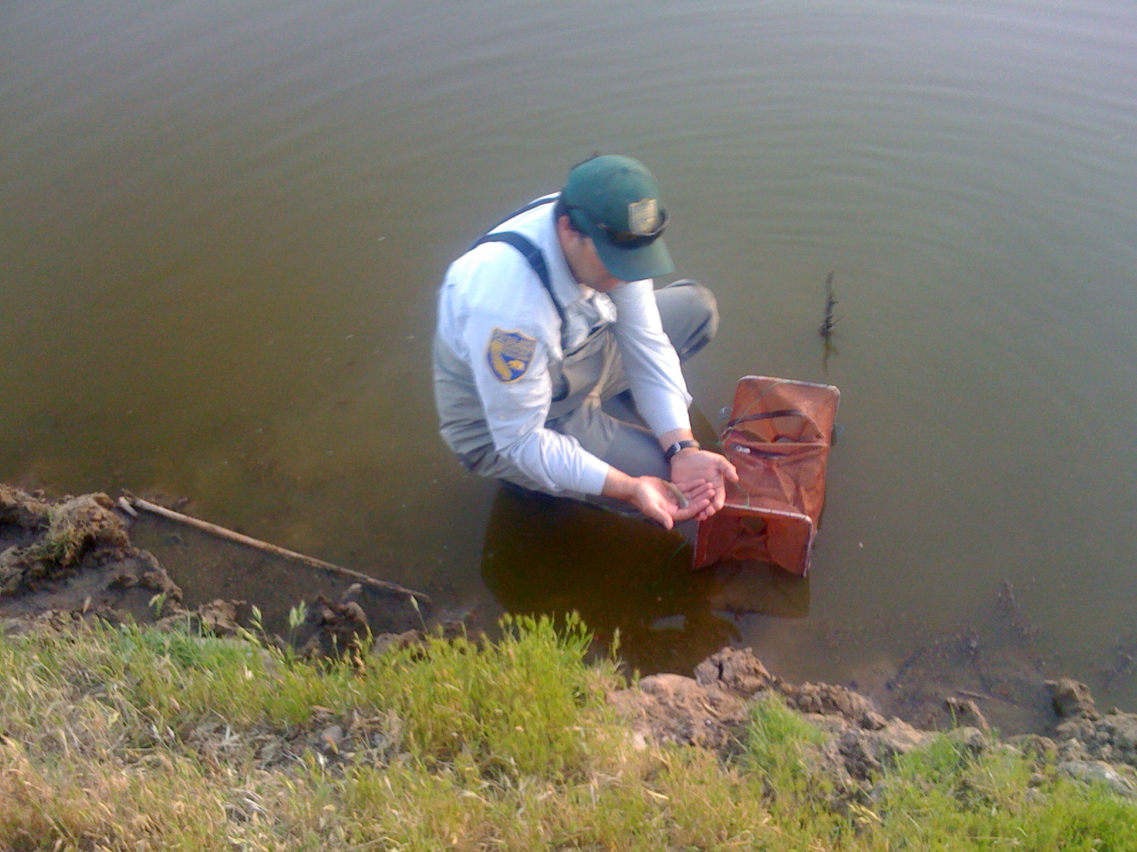 Ecology of the California Tiger Salamander for CDFW program image